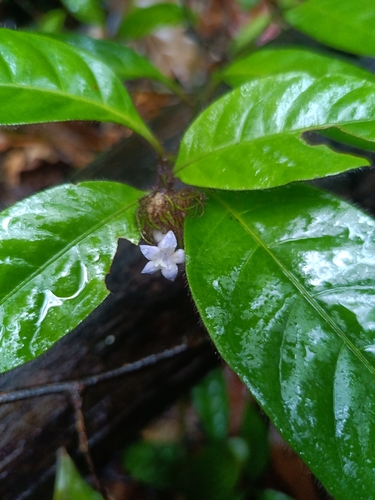 Sabicea cinerea