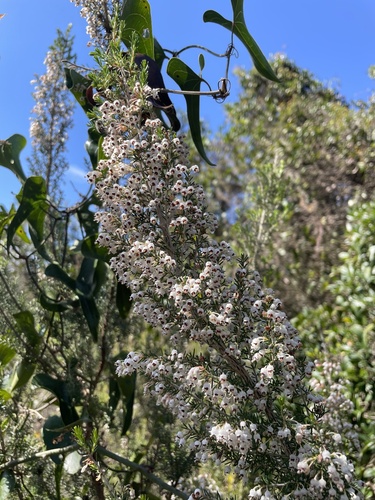 Avistamiento Erica arborea