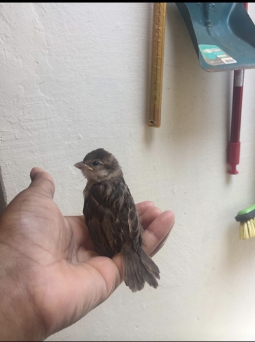 House Sparrow