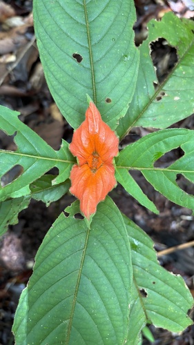 sore-mouth bush
