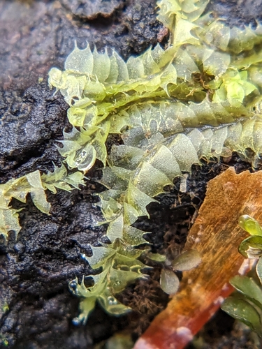 Lophocolea coadunata