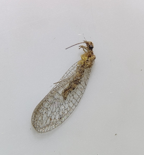 Eremochrysa punctinervis