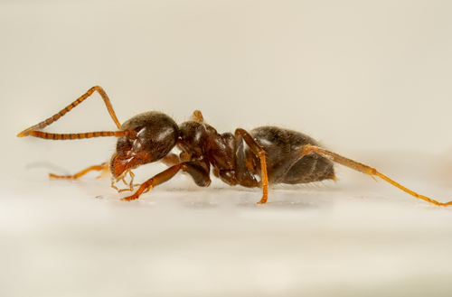 Lasius niger