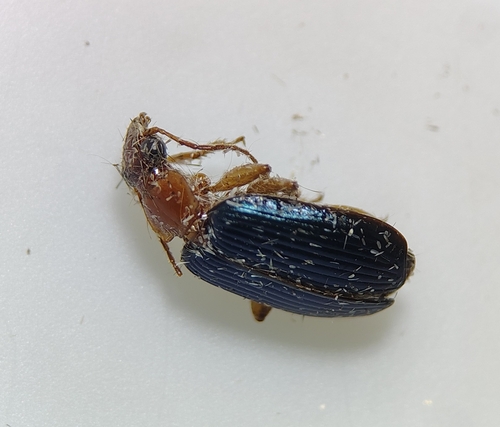 Large Foliage Ground Beetle