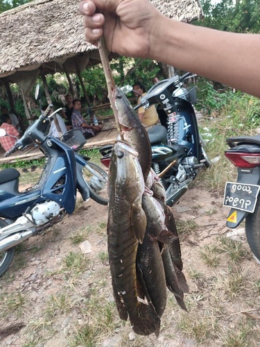 Striped Snakehead