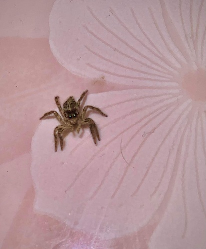 Pantropical Jumping Spider