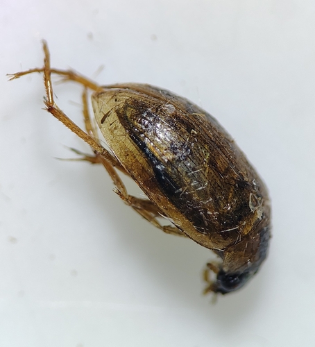 Berosus