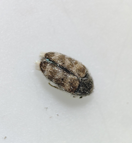 Lanorus varicolor