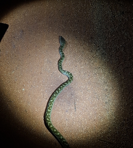 Australian Scrub Python sighting