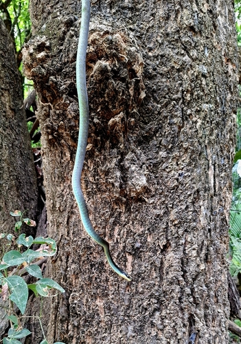Common Tree Snake sighting