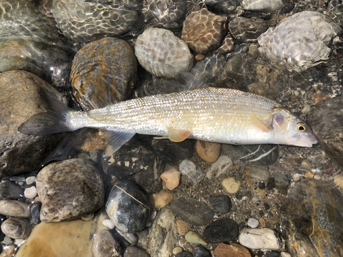 Mountain Whitefish (Prosopium williamsoni) · iNaturalist