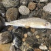 Mountain Whitefish - Photo (c) Mike Sorochan, all rights reserved, uploaded by Mike Sorochan