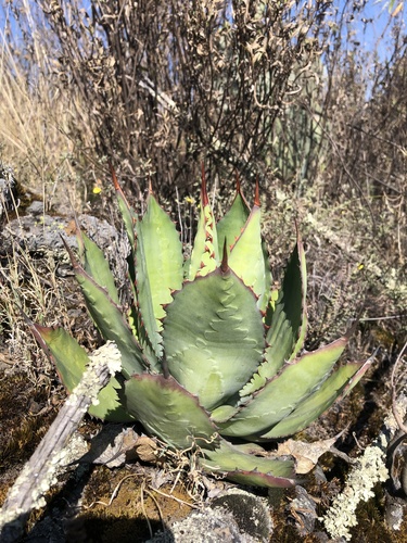 Agave inaequidens