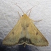 Corn Earworm Moth - Photo (c) John Ratzlaff, all rights reserved, uploaded by John Ratzlaff
