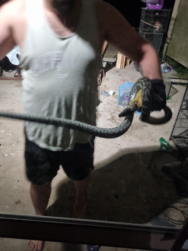 Coastal Carpet Python sighting