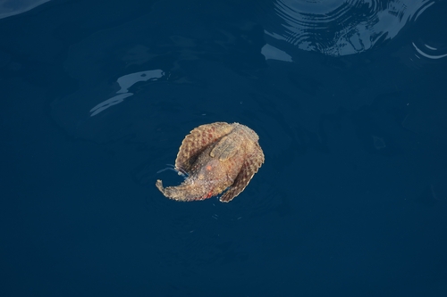 Reef Stonefish — seen at this dive site