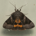 Bay Underwing - Photo (c) Chris M Neri, all rights reserved, uploaded by Chris M Neri