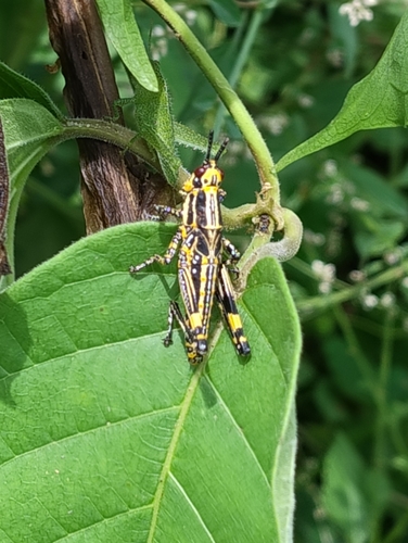 Variegated grasshopper