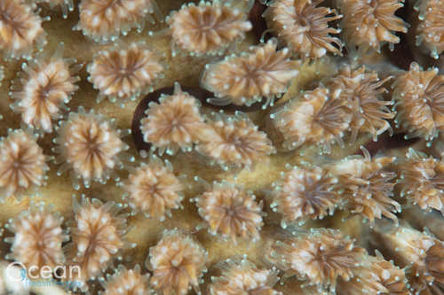 Braun's Pughead Pipefish — seen at this dive site
