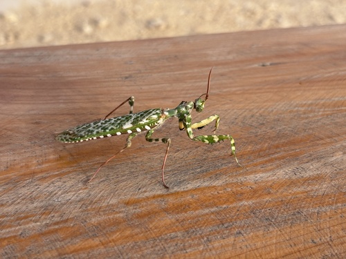 Thistle Mantis
