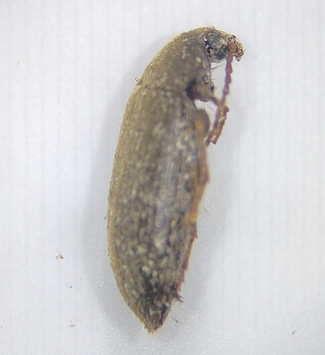 Hymenorus