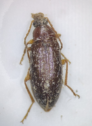Hymenorus