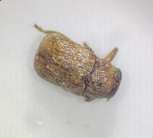 Pachybrachis integratus