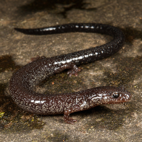 Northern Ravine Salamander