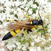 Yellow-striped Darwin Wasp - Photo (c) Miranda Engelshoven, all rights reserved, uploaded by Miranda Engelshoven