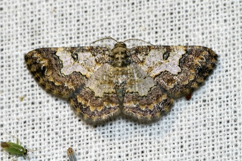 Zamarada metallicata