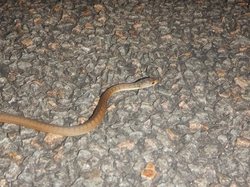 Rough-scaled Snake sighting