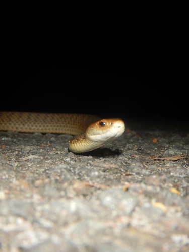 Rough-scaled Snake sighting