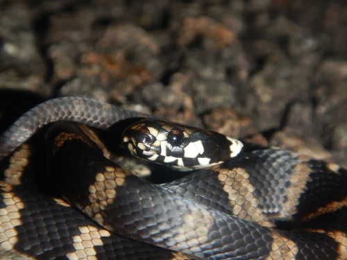 Stephens' Banded Snake sighting