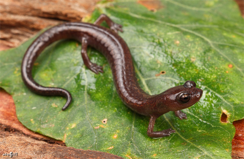 Batrachoseps pacificus (Cope, 1865)