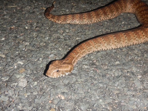 Southern Death Adder sighting