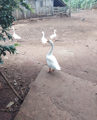 Domestic Swan Goose