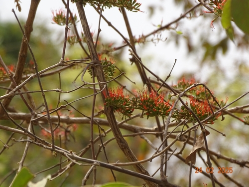 forest flame-creeper