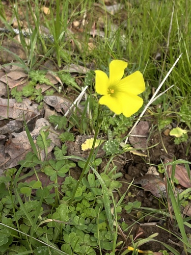 iNaturalist observation photo of Bermuda buttercup