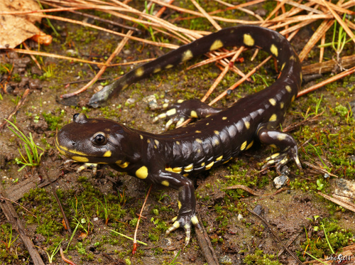 California Tiger Salamander