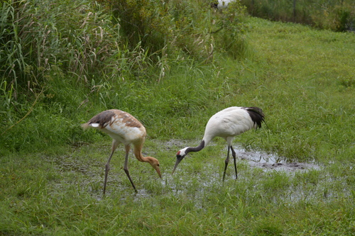 Red-crowned Crane