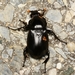 Nicrophorus concolor - Photo (c) WonGun Kim, all rights reserved, uploaded by WonGun Kim