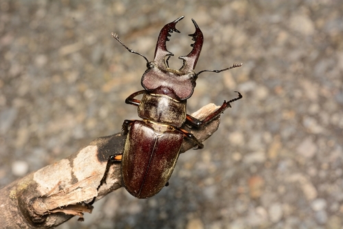 Dybowski's Stag Beetle