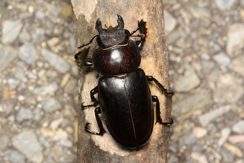 Dybowski's Stag Beetle