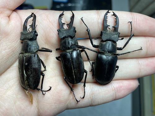 Dybowski's Stag Beetle