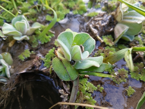 Water Lettuce
