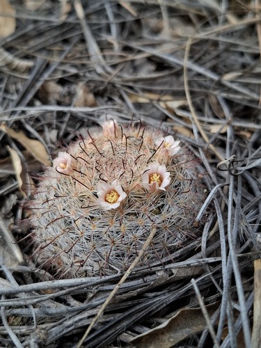 Mammillaria mercadensis