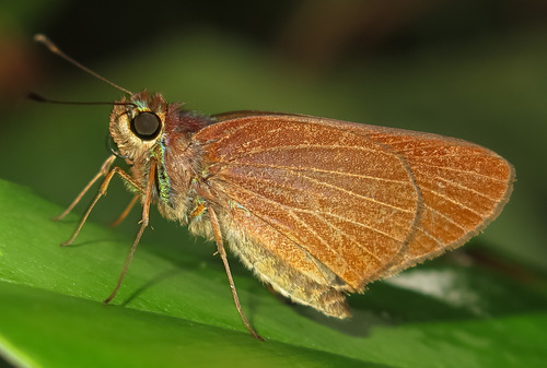 Vertica ibis