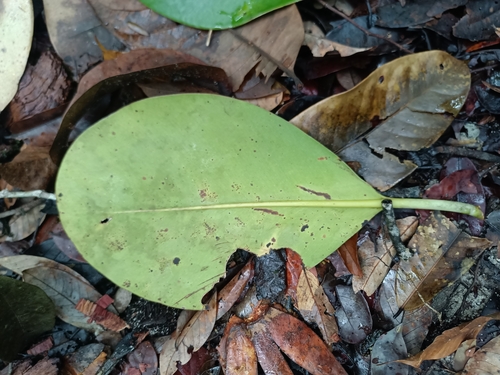 Clusia grandiflora