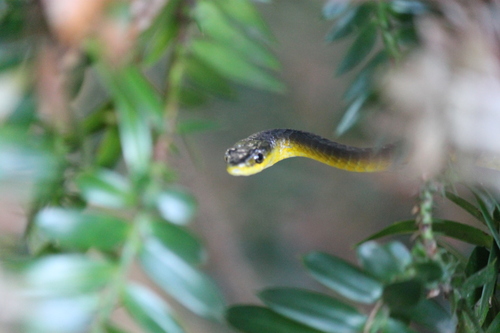 Common Tree Snake sighting