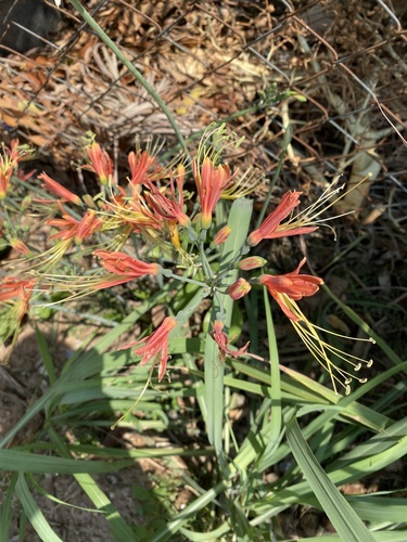 Eucrosia bicolor bicolor